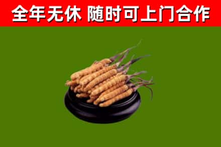 哈尔滨市回收冬虫夏草