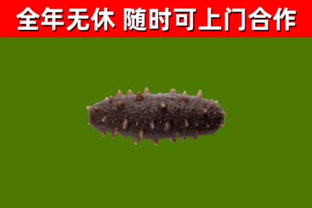 哈尔滨市回收海参干